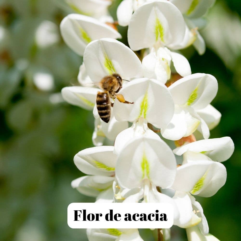 Miel d'acacia L'Abellamel 500G bien-être spiritualité Boutique Achaiah