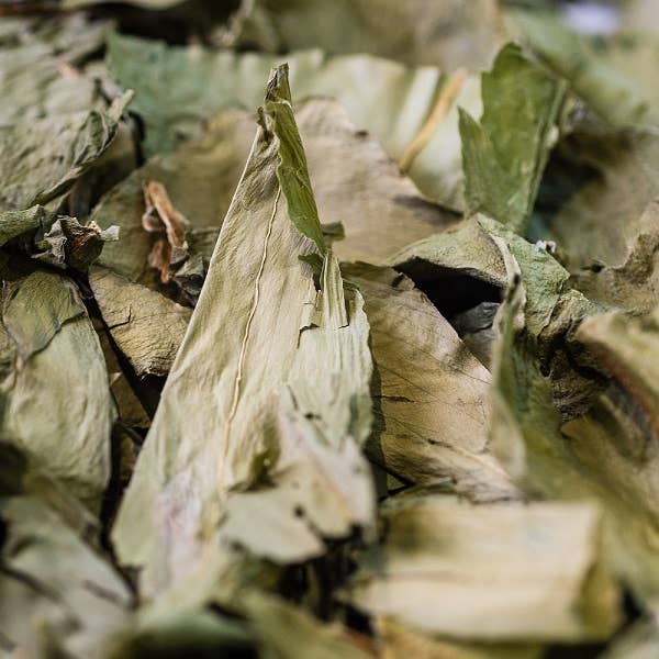 Complément plantes INFUSION AIL DES OURS BIO PARTIE AERIENNE 40G phytothérapie naturel Boutique Achaiah