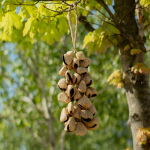 Medium Pangi Seed Shell - Natural Nut Shaker (30 Shells)