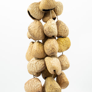 Medium Pangi Seed Shell - Natural Nut Shaker (30 Shells)