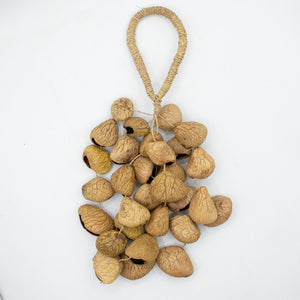 Medium Pangi Seed Shell - Natural Nut Shaker (30 Shells)