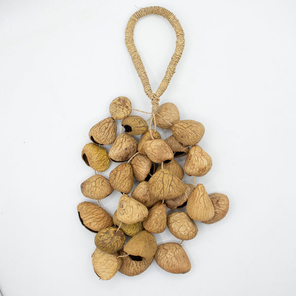 Medium Pangi Seed Shell - Natural Nut Shaker (30 Shells)