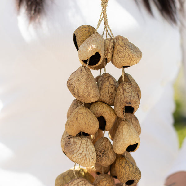 Medium Pangi Seed Shell - Natural Nut Shaker (30 Shells)