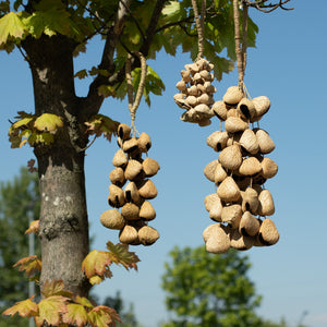 Medium Pangi Seed Shell - Natural Nut Shaker (30 Shells)